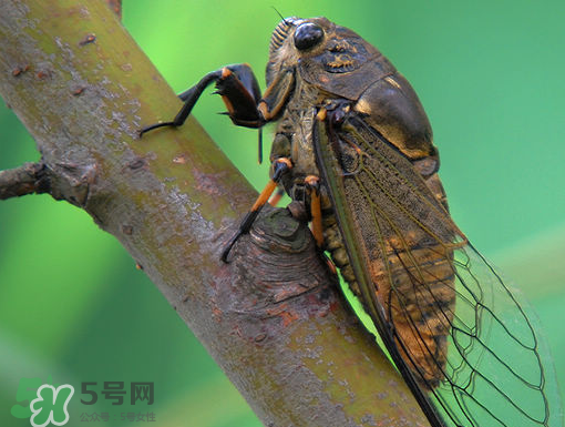 知了怎么保存不發(fā)黑？知了猴變黑了怎么辦？