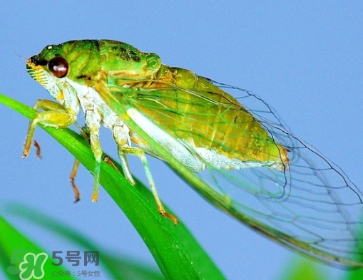 知了怎么保存不發(fā)黑？知了猴變黑了怎么辦？