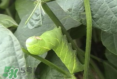 豆丹如何宰殺啊？豆丹可以室內(nèi)養(yǎng)殖嗎？