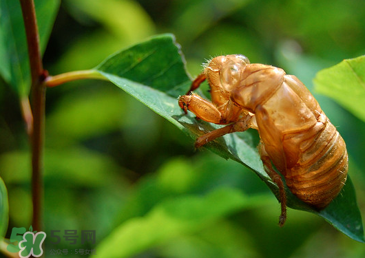 知了殼多少錢(qián)一斤？知了殼多少錢(qián)一斤2017？