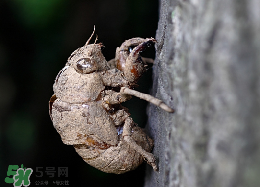 知了殼多少錢(qián)一斤？知了殼多少錢(qián)一斤2017？