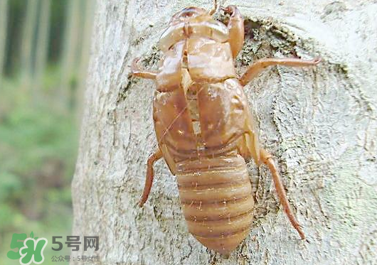 知了殼多少錢(qián)一斤？知了殼多少錢(qián)一斤2017？