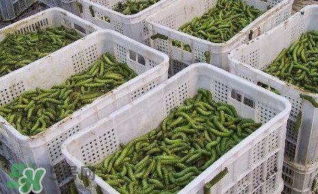 豆丹怎么吃？吃豆丹有什么好處