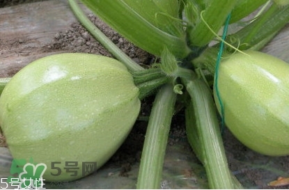 茭瓜可以生吃嗎？茭瓜怎么做好吃