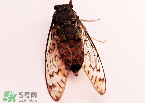 知了多少錢(qián)一斤？知了多少錢(qián)一斤2017？