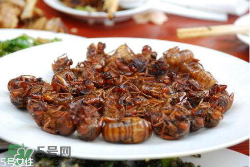 油炸知了猴有毒嗎？油炸知了猴的等與砒霜