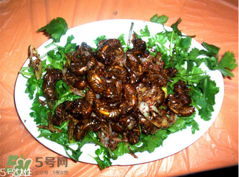 油炸知了猴有毒嗎？油炸知了猴的等與砒霜