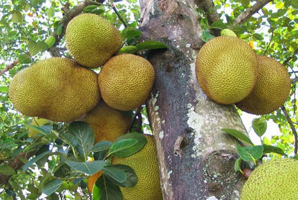 木菠蘿是熱性的嗎？木菠蘿是熱性還是涼性