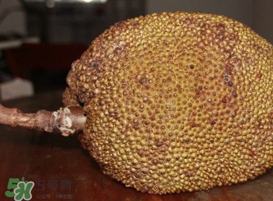 木菠蘿買來怎么吃？木菠蘿吃多了會怎樣？