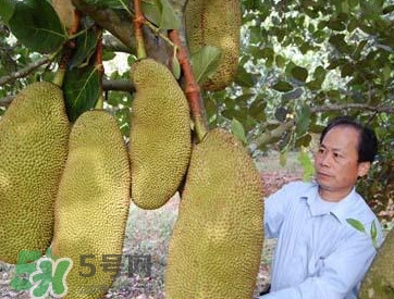 木菠蘿怎樣才算熟？木菠蘿怎么切？