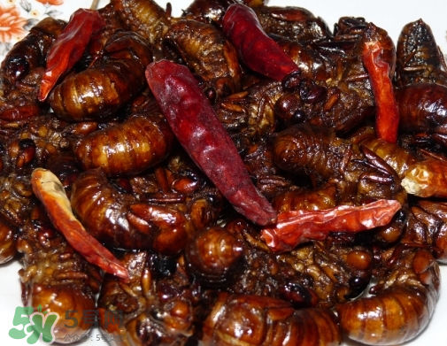 知了猴多少錢一個？油炸知了猴多少錢一盤？