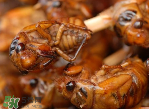 知了猴多少錢一個？油炸知了猴多少錢一盤？