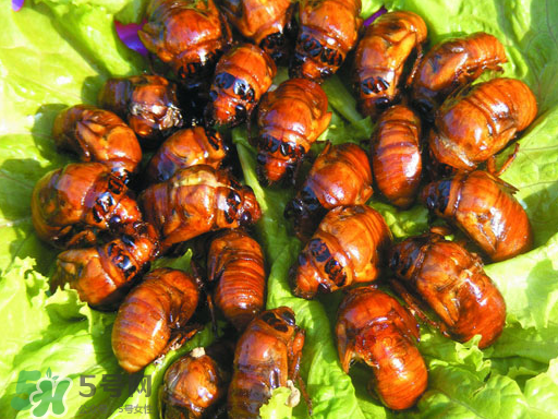 知了猴怎么吃？知了猴什么人不能吃？