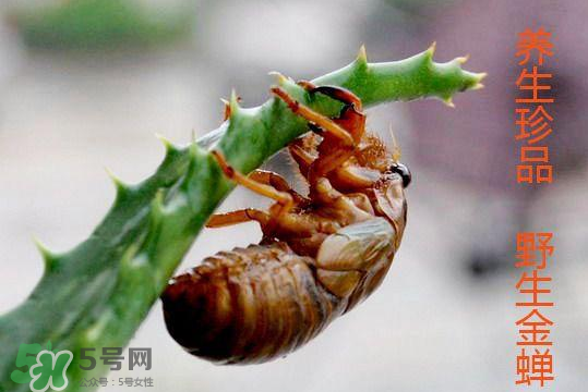 知了吃什么？知了吃什么食物？