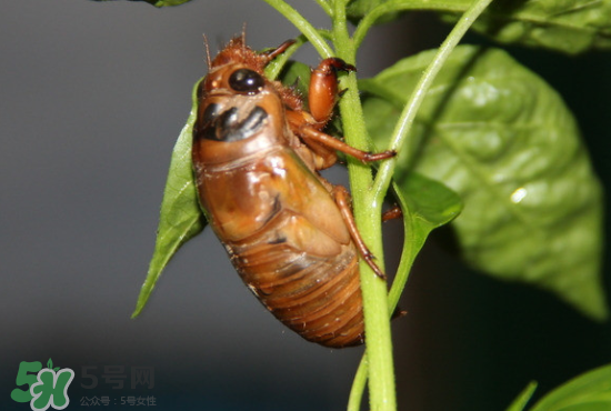 知了吃什么？知了吃什么食物？