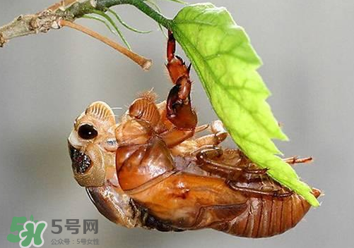 知了猴可以人工養(yǎng)殖嗎？知了猴怎么養(yǎng)殖？