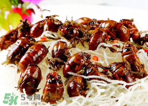 知了怎么洗干凈？知了猴怎么清洗？