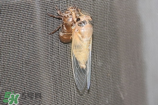 活金蟬怎么保存？活金蟬怎么保存時(shí)間長(zhǎng)？