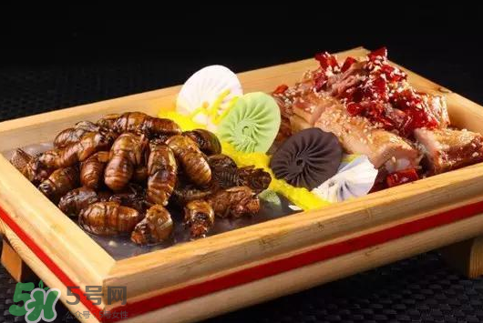 活金蟬怎么保存？活金蟬怎么保存時(shí)間長(zhǎng)？