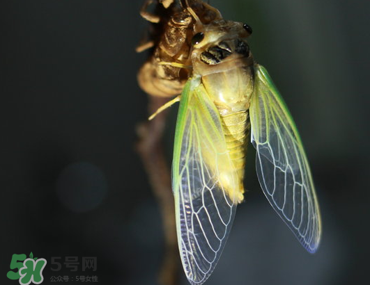 活金蟬怎么保存？活金蟬怎么保存時(shí)間長(zhǎng)？