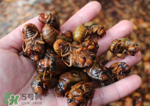 金蟬多少錢一斤？金蟬多少錢一斤2017？