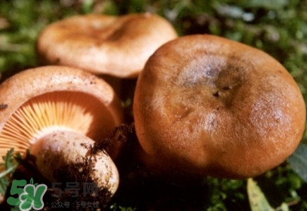 重陽菌怎么做好吃？吃重陽菌有什么好處