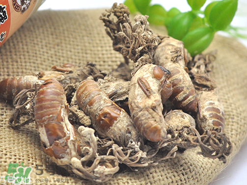 金蟬花多少錢一斤？2017金蟬花價(jià)格