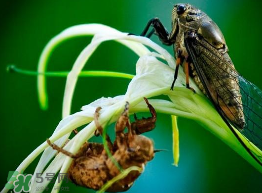 金蟬什么時(shí)候出來(lái)？金蟬什么時(shí)候出土？