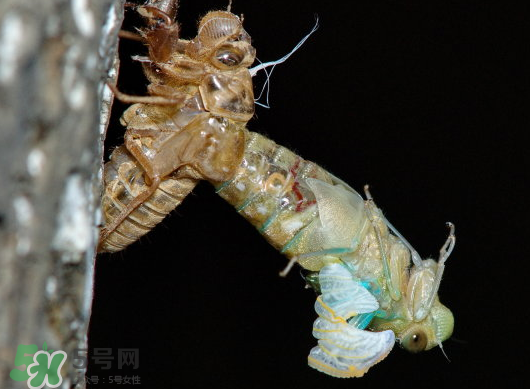 金蟬什么時(shí)候出來(lái)？金蟬什么時(shí)候出土？