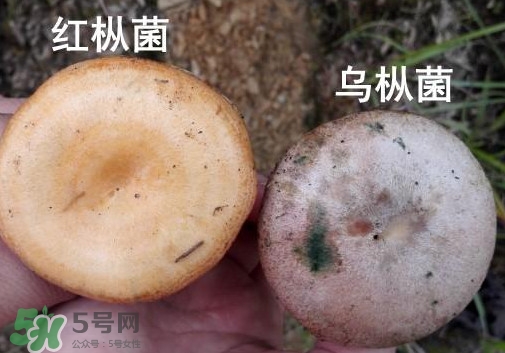 怎樣鑒別重陽(yáng)菌是否有毒？重陽(yáng)菌是發(fā)物嗎