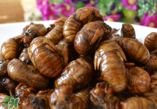 知了猴怎么保存？知了猴怎么保存死不了？