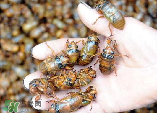 知了猴怎么保存？知了猴怎么保存死不了？