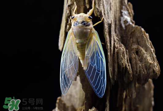 知了猴怎么保存？知了猴怎么保存死不了？