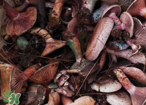 樅樹菌有毒嗎？樅樹菌怎么做好吃？