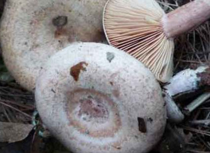 樅樹菌不能與什么同食？樅樹菌不能和什么一起吃