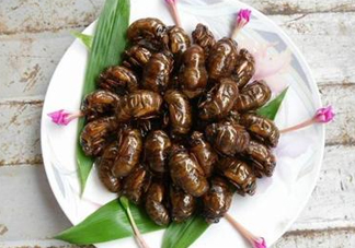 知了猴可以和雞蛋一起吃嗎？知了和雞蛋可以一起吃嗎？