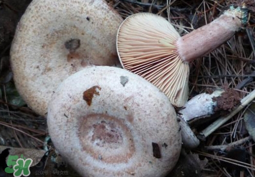 重陽菌可以種植嗎？重陽菌為什么不能人工種植？