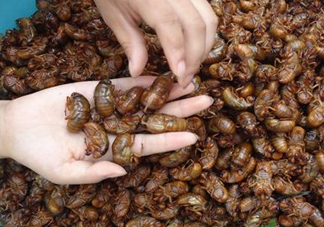 知了怎么洗干凈？知了猴怎么清洗？