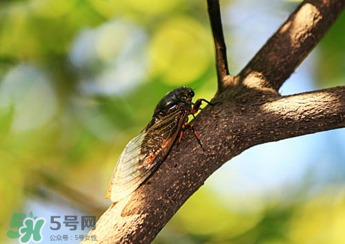 知了猴可以人工養(yǎng)殖嗎？知了猴怎么養(yǎng)殖？
