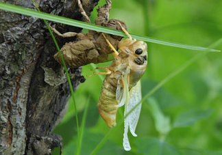 金蟬什么時候出來？金蟬什么時候出土？