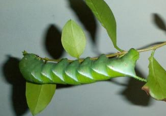 豆丹是什么？豆丹多少錢(qián)一斤？