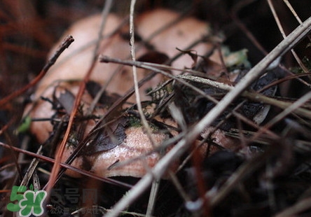 重陽菌孕婦可以吃嗎？重陽菌怎樣保存才新鮮