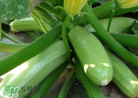西葫蘆就是茭瓜嗎？西葫跟茭瓜有什么區(qū)別