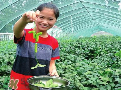 豆丹是什么？豆丹多少錢一斤？