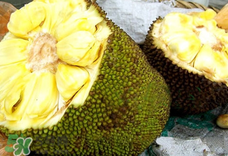 木菠蘿怎樣才算熟？木菠蘿怎么切？