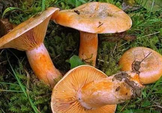 樅樹菌可以人工種植嗎？怎么鑒別樅樹菌是否有毒