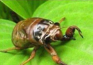 入伏還有知了猴嗎？入伏后還有知了猴嗎？