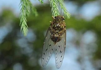 知了變黑了還能吃嗎？知了猴為什么會變黑？