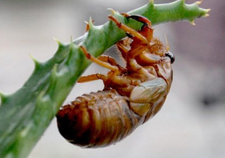 活金蟬怎么保存？活金蟬怎么保存時(shí)間長？