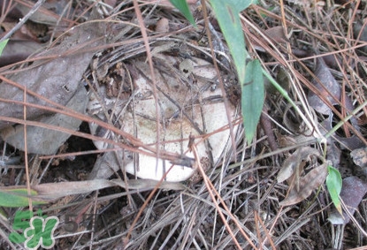 樅樹菌可以人工種植嗎？怎么鑒別樅樹菌是否有毒